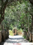 byblos rue souk